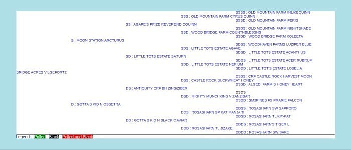 Bridge Acres Vilgefortz 5 generation ADGA pedigree