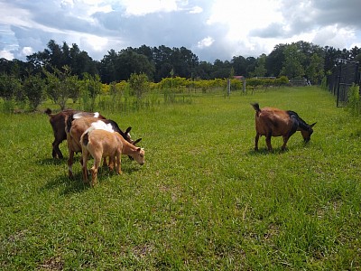 happy nigerian dwarf goats on pasture in North Florida