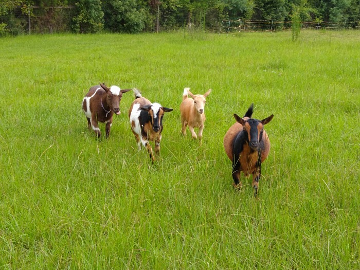 Nigerian dwarf goats in Florida